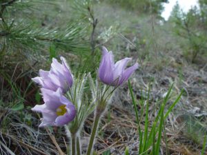 Hiking Birding Missoula