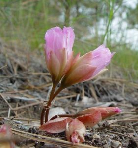 7 wild flowers to spot in early spring