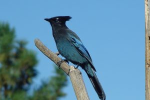 Birding Missoula