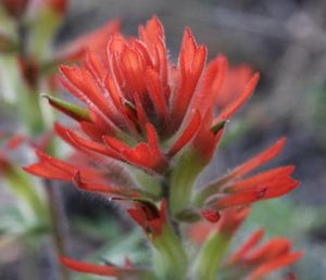 Paintbrush flower IMG_7217 small, crop