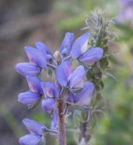 lupine IMG_7214 small, crop