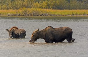 Wildlife Viewing in Missoula, Montana