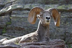 Wildlife in Missoula, Montana