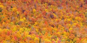 Fall foliage on mountain side