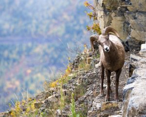 a big horn sheep on a steep canyon with autumn vegetation in the background