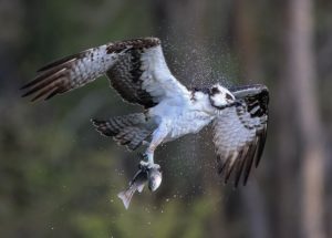 an osprey shaking offwater after catching a trout