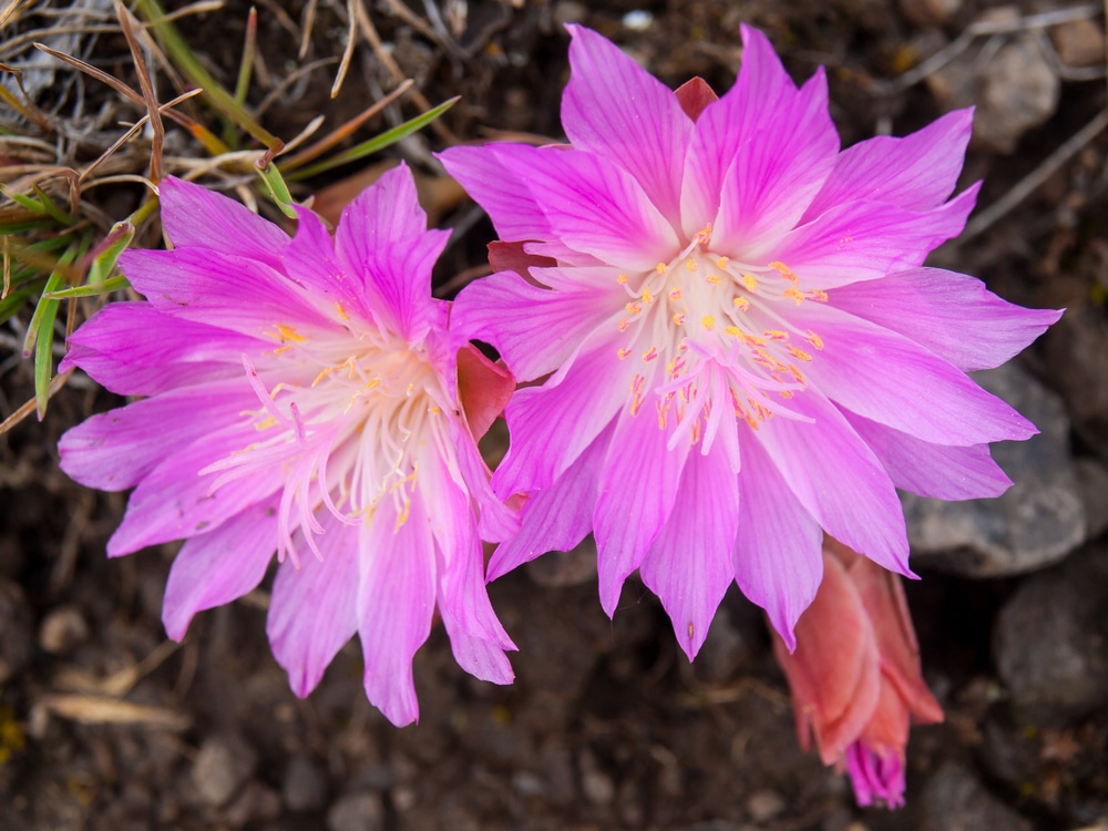 The beautiful Bitterroot Flower, found each May all over the stunning Bitterroot Valley near our Missoula Bed and Breakfast