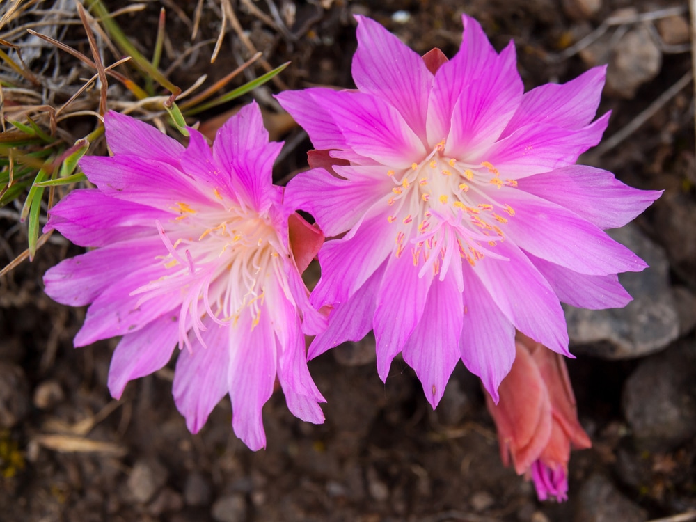 Bitterroot flowers carpet the Bitterroot Valley in May. Montana's state flower