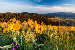 Balsam Root seen hiking - which is one of the best things to do in Missoula