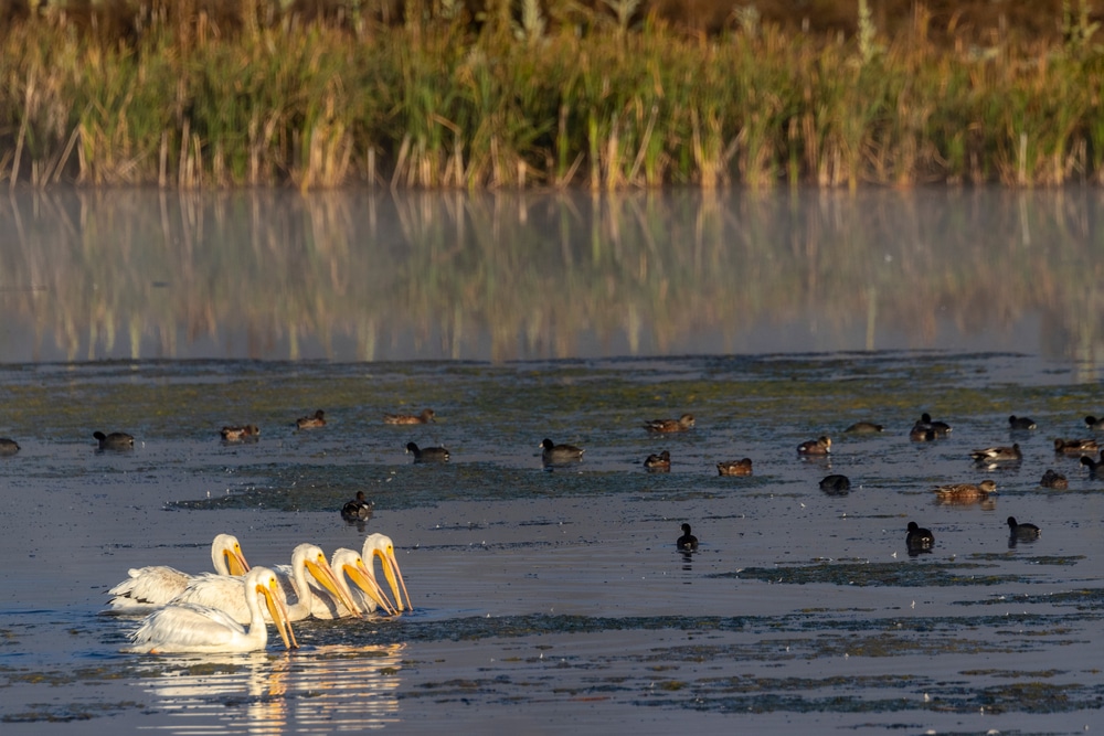 White pelicans on the Wetlands at the Lee Metcalf National Wildlife Refuge near our Bed and Breakfast in Missoula