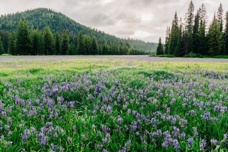 10 Best Lolo National Forest Hikes Near Missoula