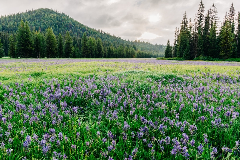 Wildflower bloom in Packer Meadow in Idaho, east of Missoula in the Lolo National Forest