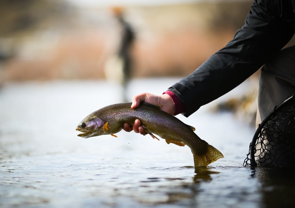 An angler holds a rainbow trout freshly caught on a Missoula fly fishing trip.