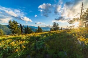 Gorgeous wildflower views in Missoula, while enjoying some of the best hiking in Montana